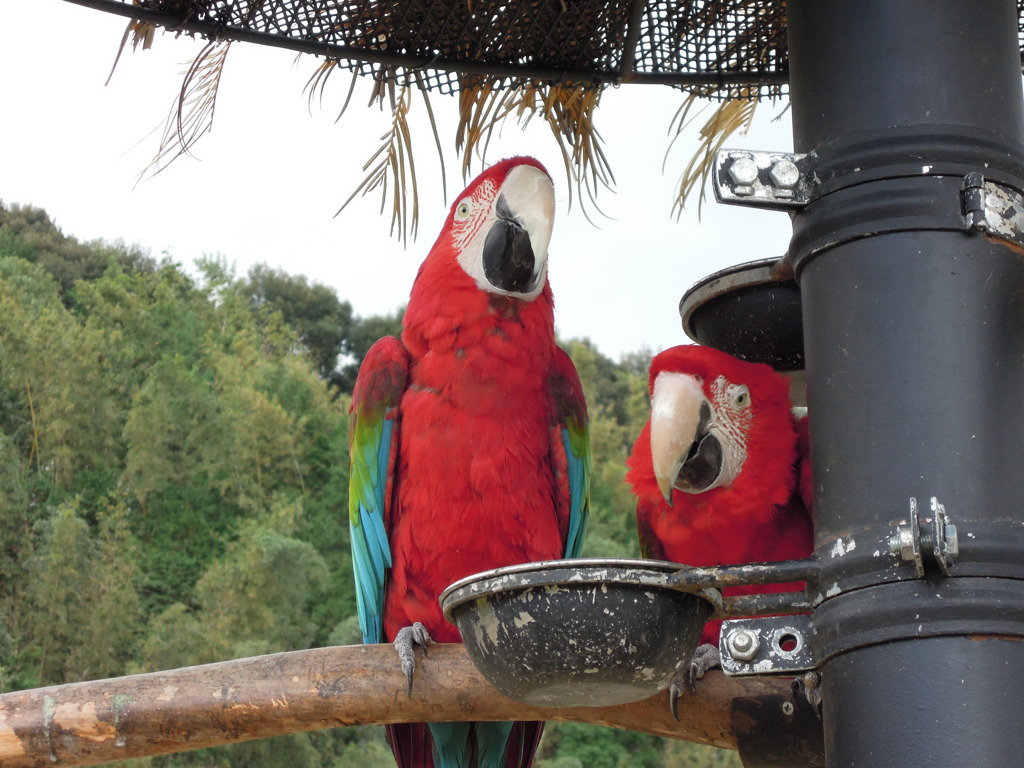 インコ
