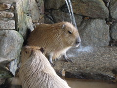 カピバラ温泉♪