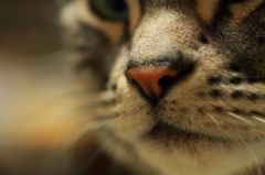 猫鼻