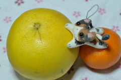 でっかいみかんニャ