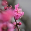 紅梅