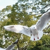 水辺の鳥
