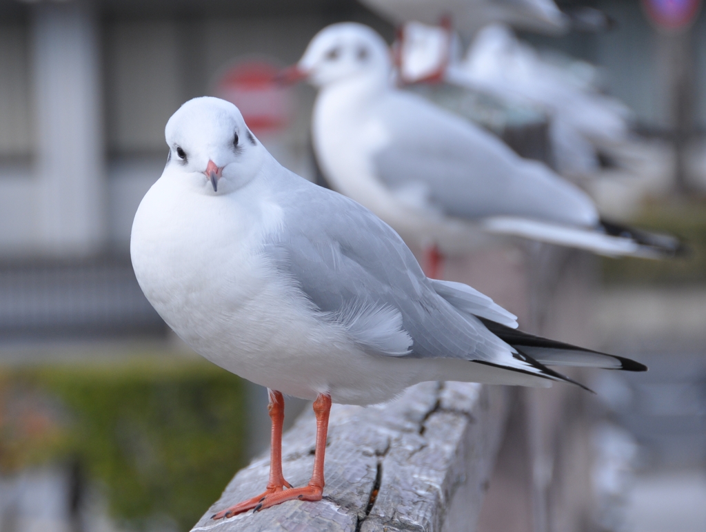 おすまし顔