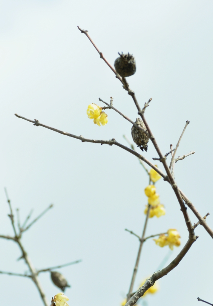 蝋梅の花と実