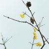 蝋梅の花と実