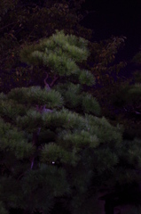 夜松
