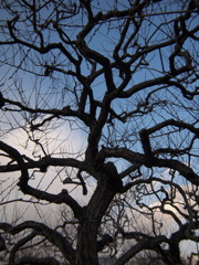 悪魔の木？？？