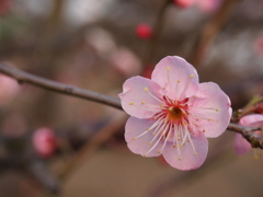 似桜
