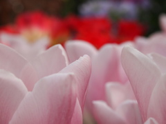 植物園02　チューリップ