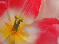 植物園03　カマキリ