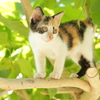 木のぼり子猫