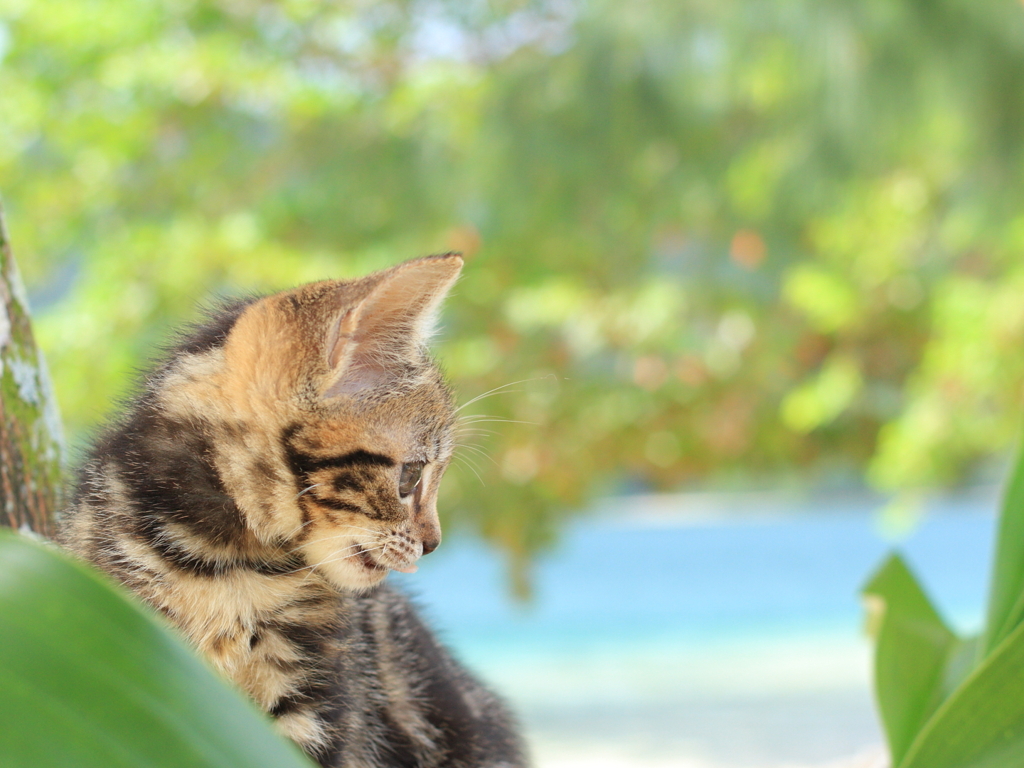 午前中，海辺の猫