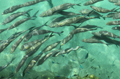 魚の行進