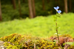 輪廻　一輪の花