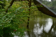 雨降りの兼六園