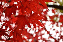 紅い葉