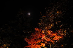 IMG_0196