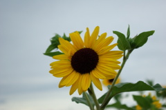 IMGP0219