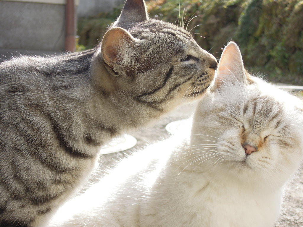 仲良きことは美しきかな