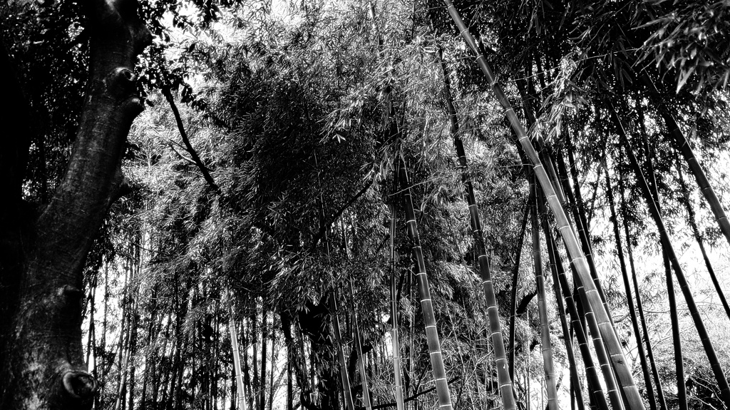 竹林