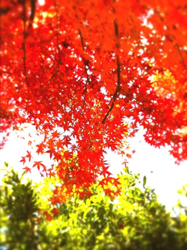 1月の紅葉