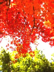 1月の紅葉
