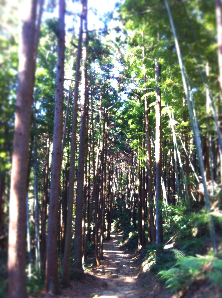 熊野古道　松本峠