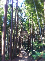熊野古道　松本峠
