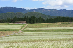 そば畑