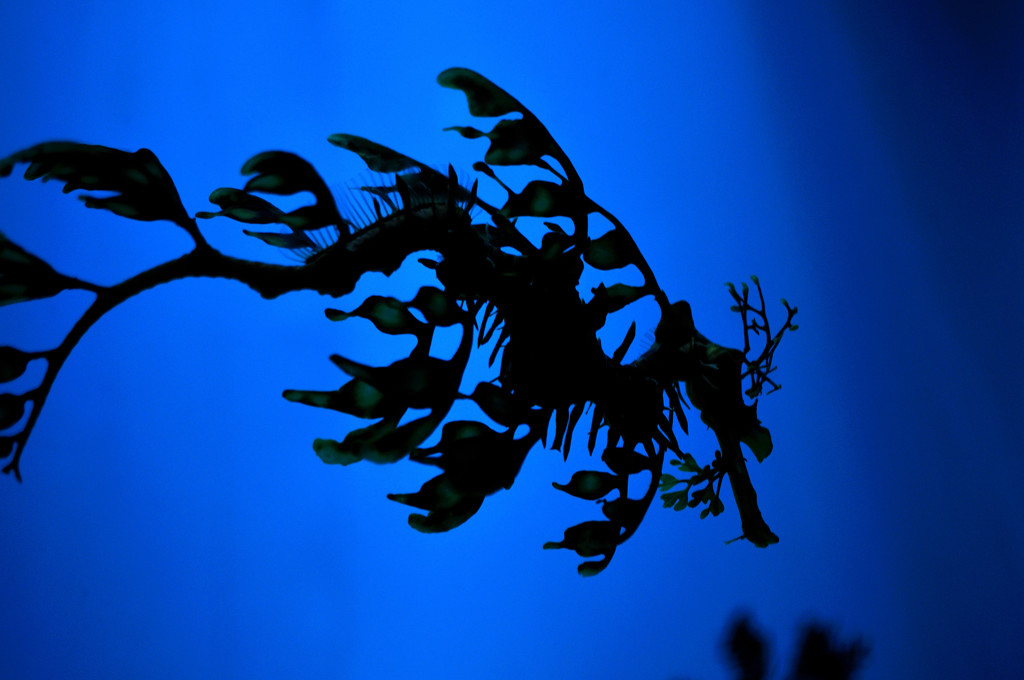 sea horse