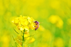 菜の花色