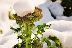 雪の帽子　かぶっコリー