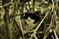 sepia cat