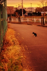 夕暮れ。　猫一匹。