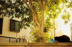 猫のいる風景