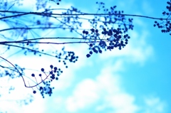 花浅葱