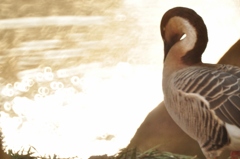 mother goose
