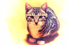 絵に描いたような猫