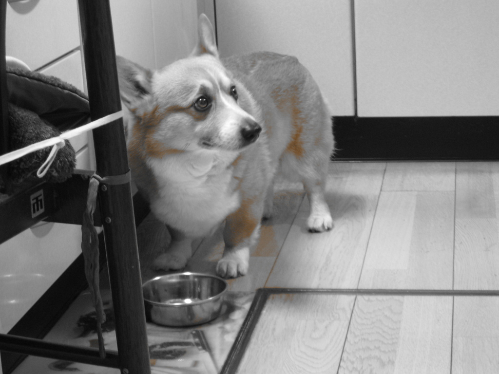 愛犬