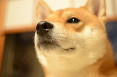 愛犬