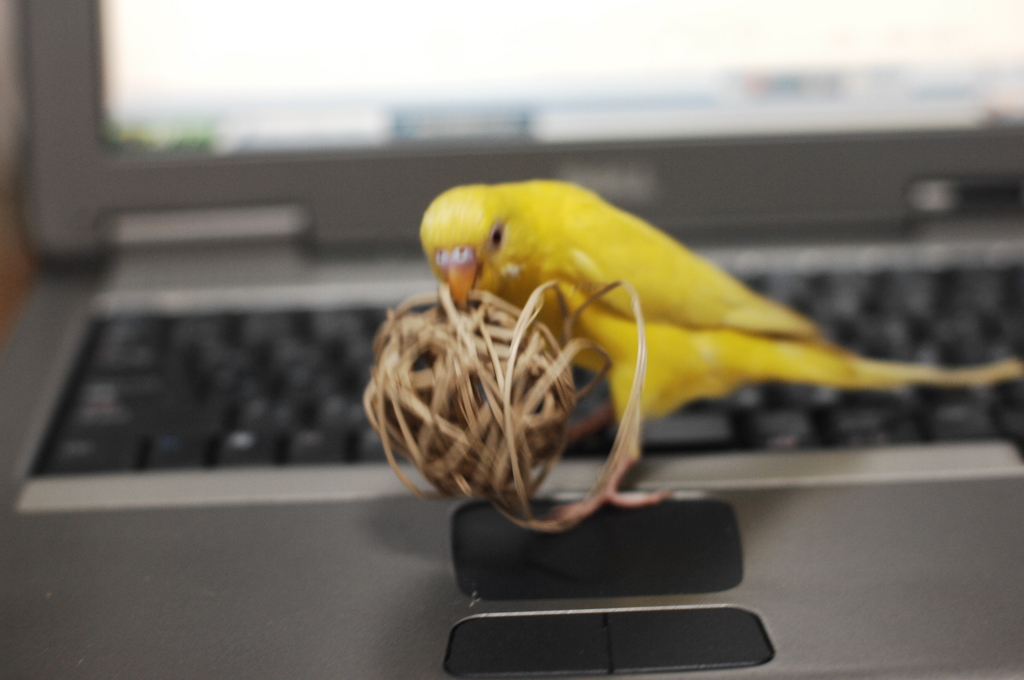 えいっ、えぃっ♪