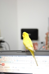 鳥さんの鳴き声が聞こえる・・・