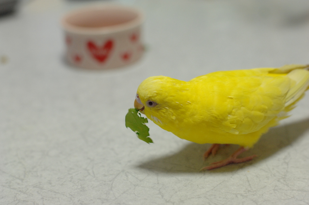 おやつー