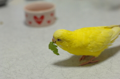 おやつー