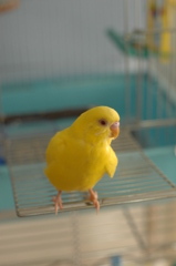そよ風がすずしいでち