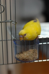 いつものごはんだー♪