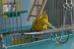 不調の頃・・・