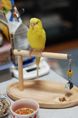 これも買ってもらったの♪
