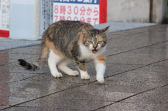 敵か！？