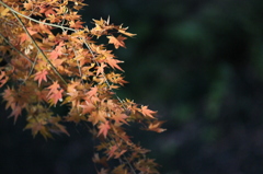 紅黒